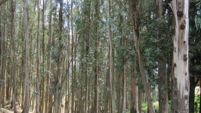eucalyptus